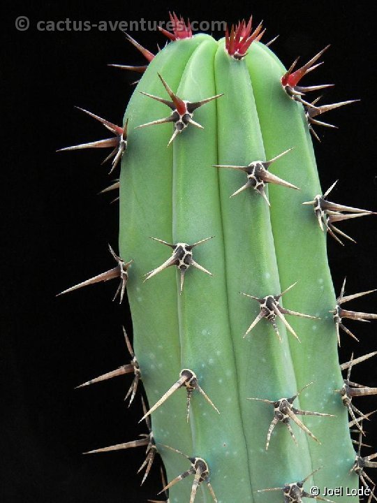 Myrtillocactus cochal P1270644